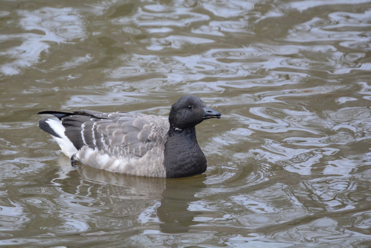 Brant - ML192078001