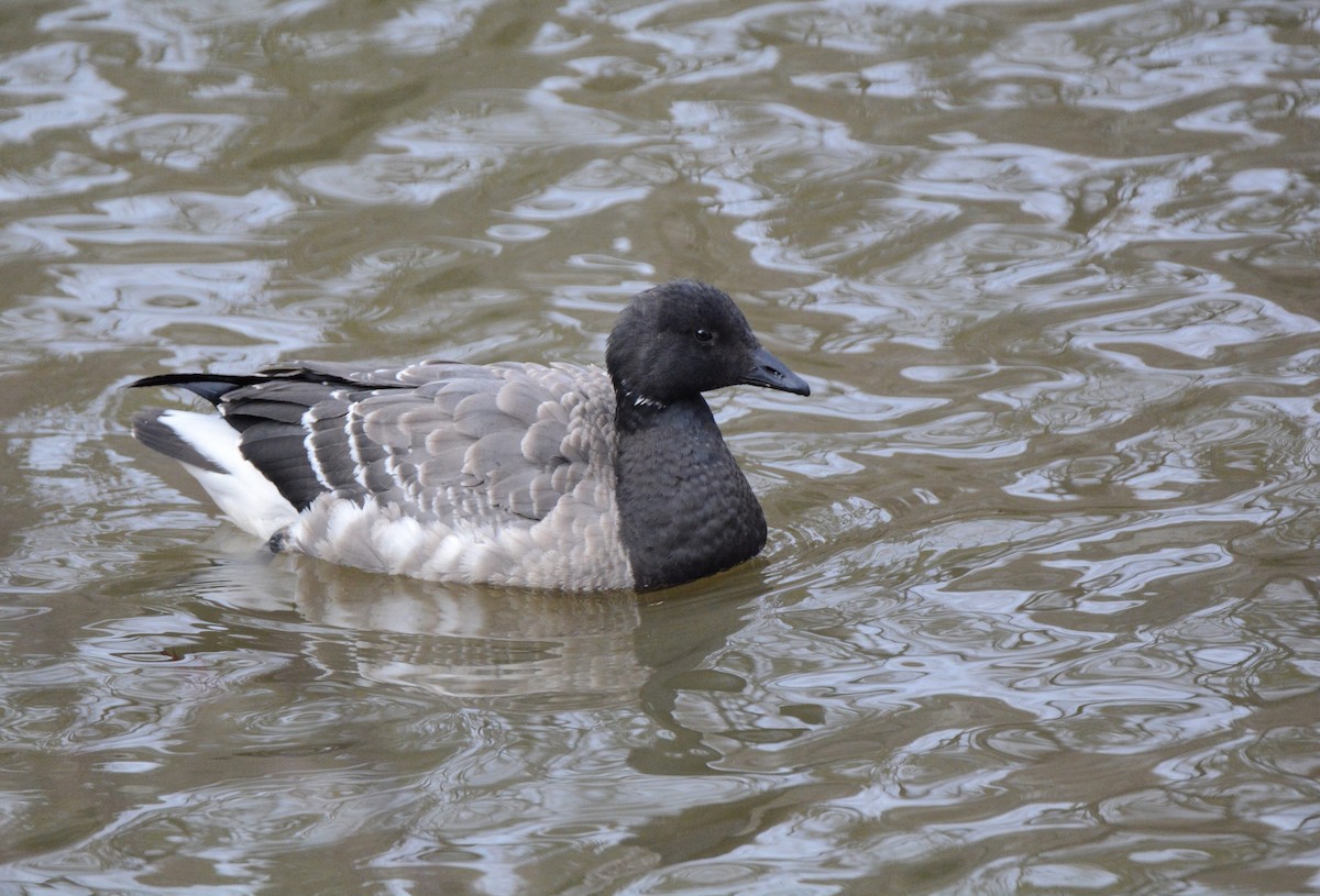 Brant - ML192078151