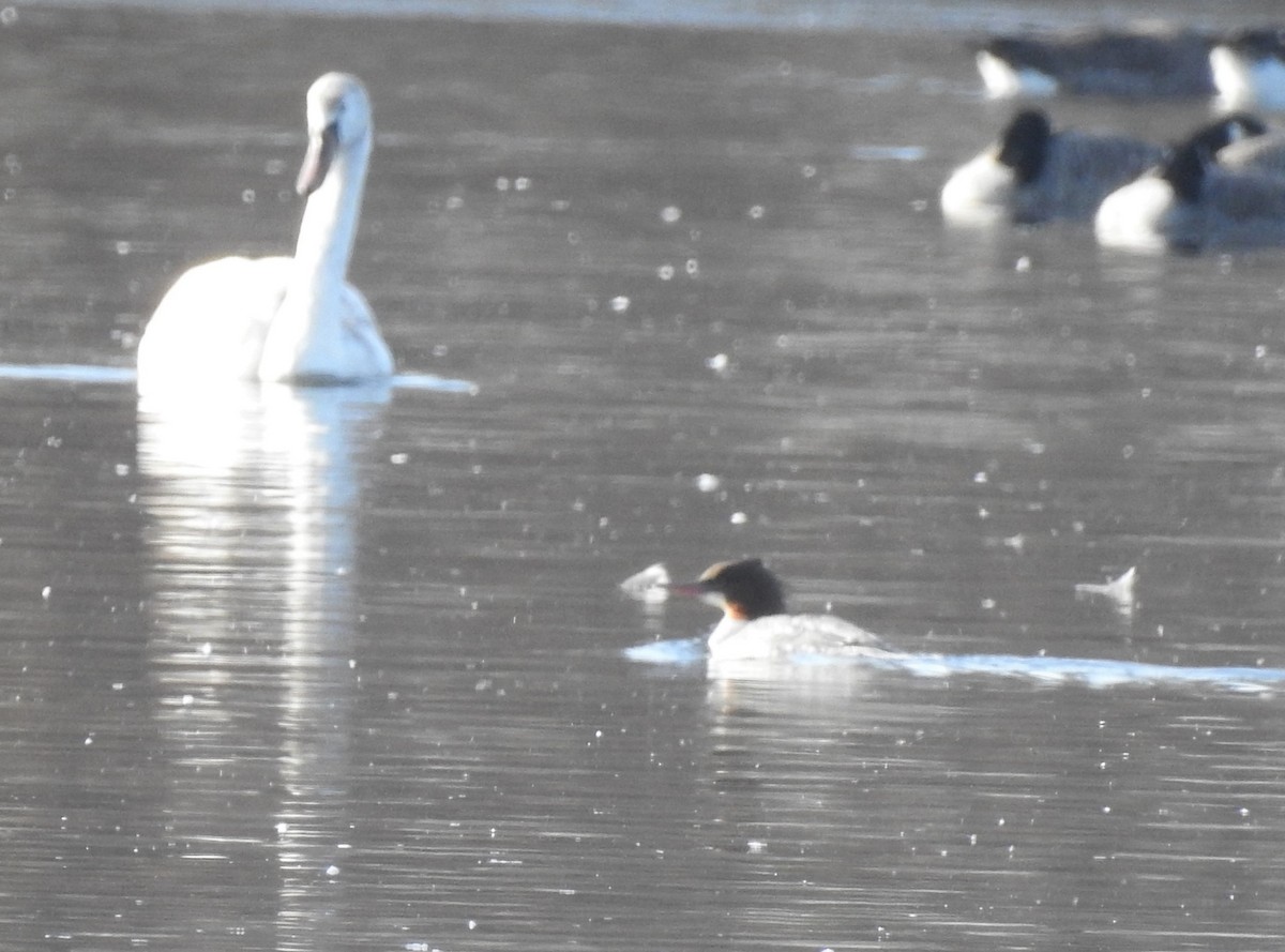 Common Merganser - ML192078721