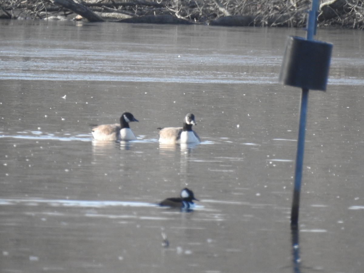 Hooded Merganser - Vincent Glasser