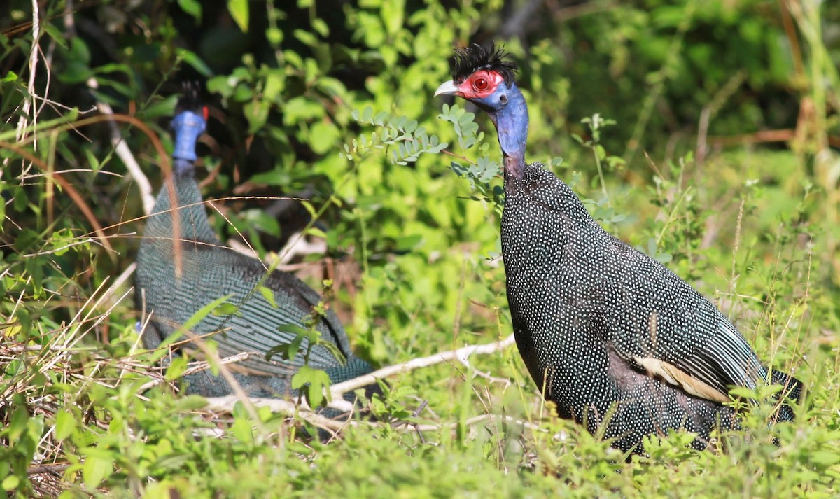 Eastern Crested Guineafowl - ML192079621