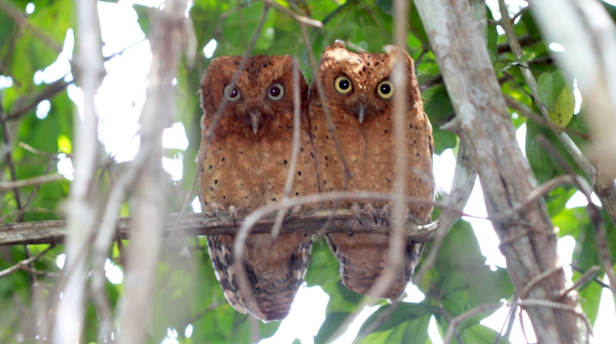 Sokoke Scops-Owl - ML192079841