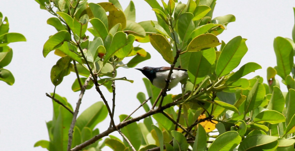 Amani Sunbird - ML192080211