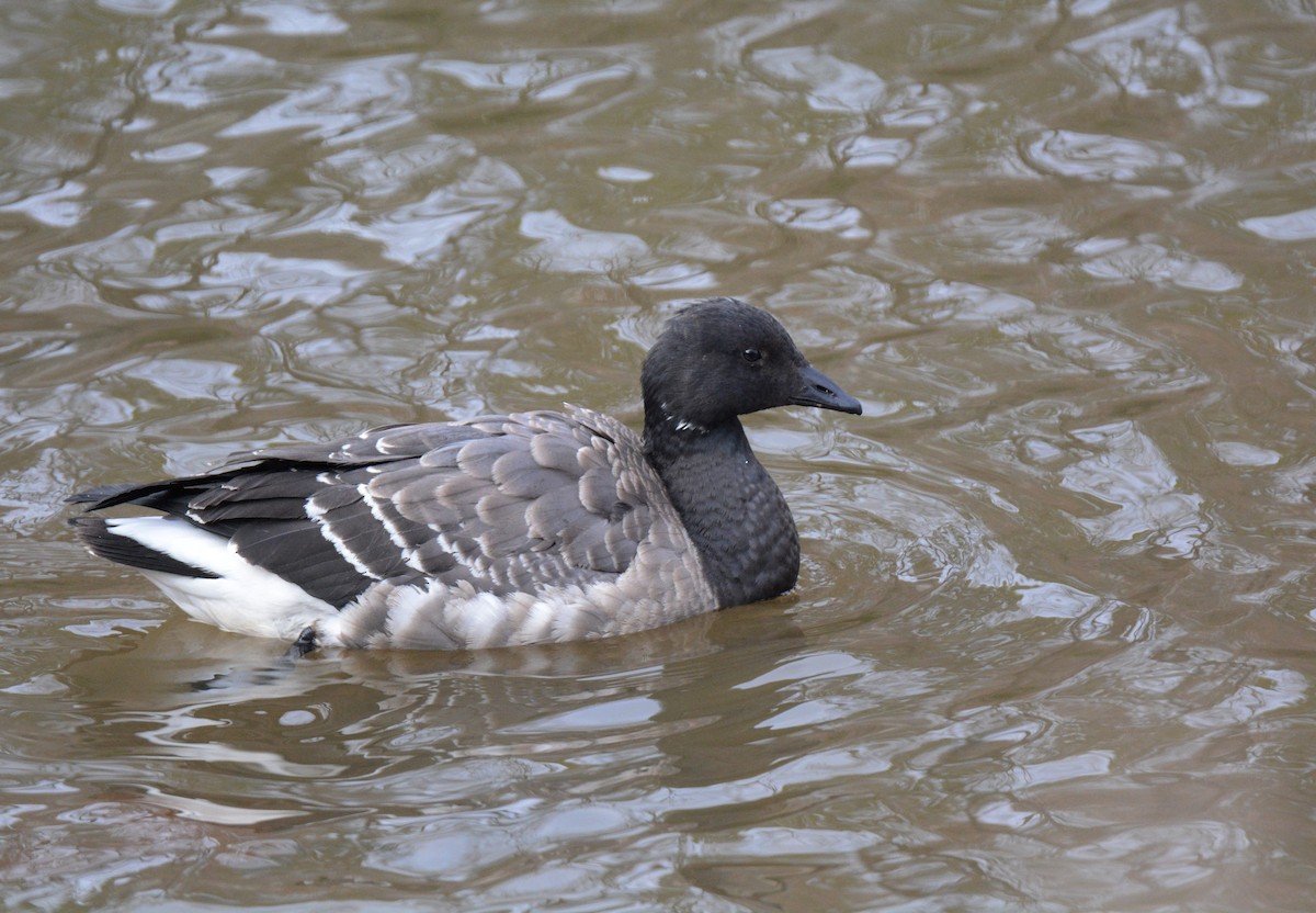 Brant - ML192080311