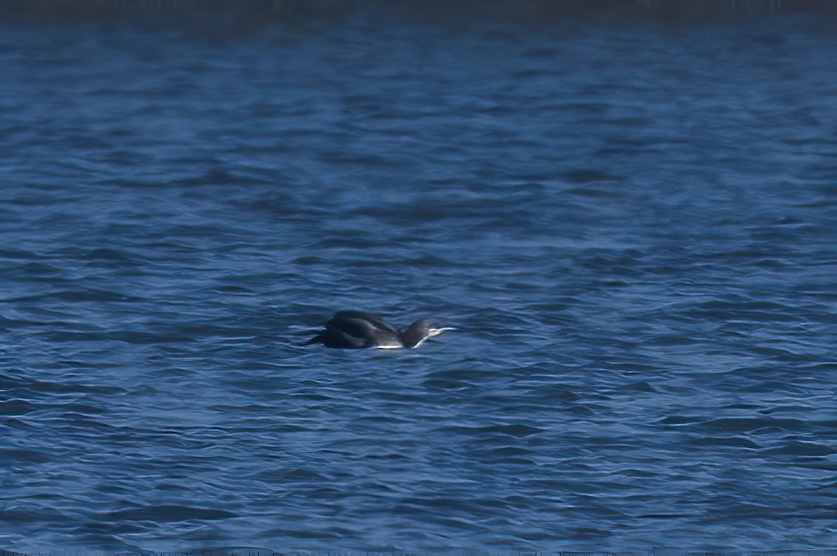 Pacific Loon - Raphael Kopan