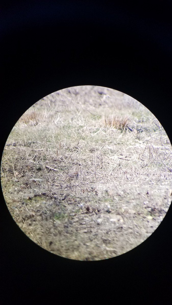 Grasshopper Sparrow - ML192087091