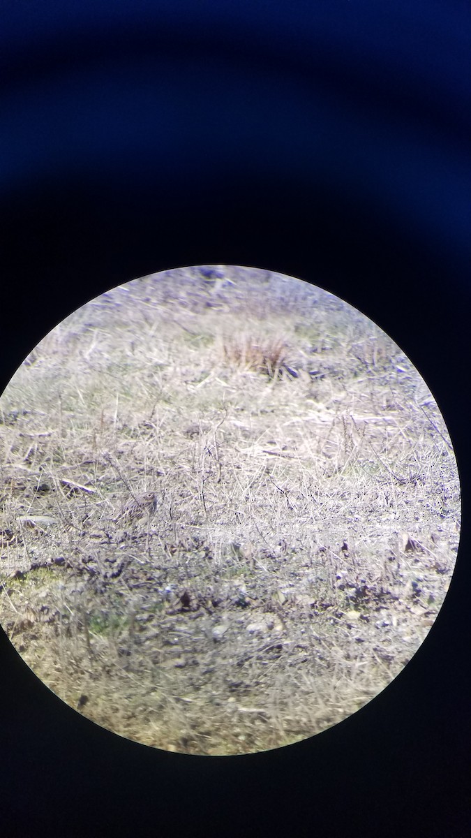 Grasshopper Sparrow - ML192087161
