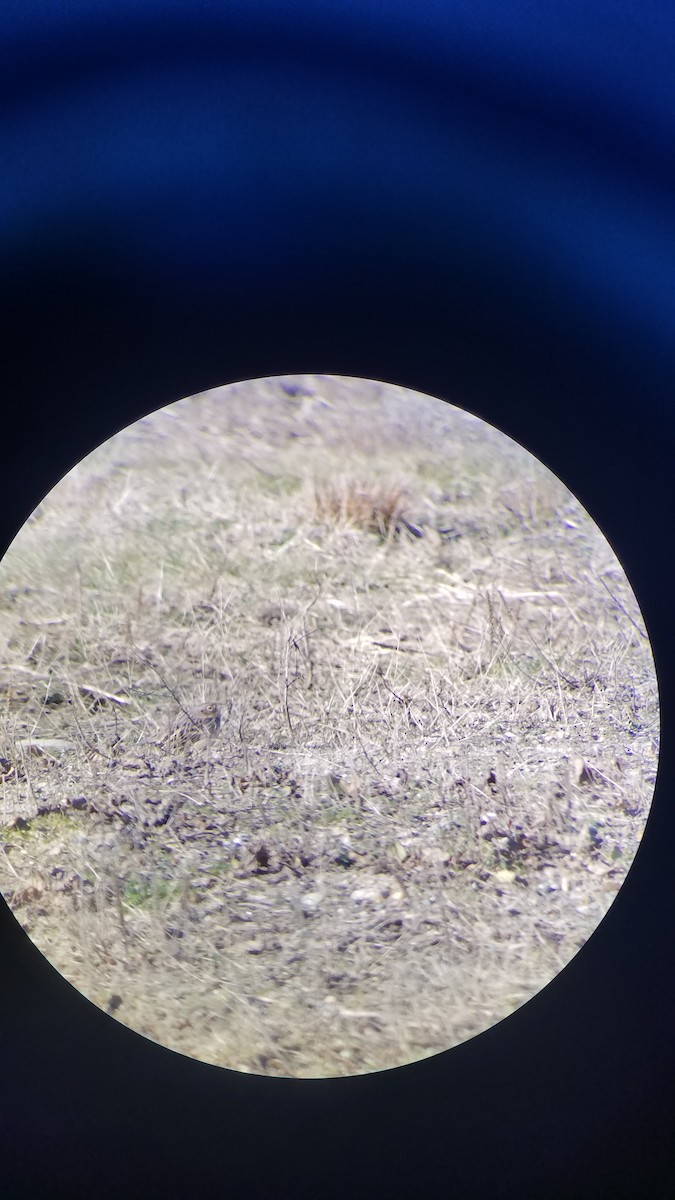 Grasshopper Sparrow - ML192087211