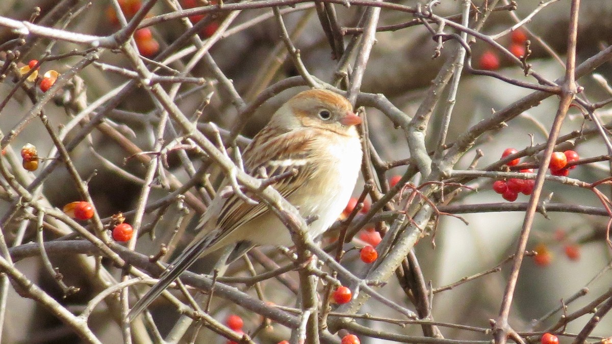 Field Sparrow - ML192087801