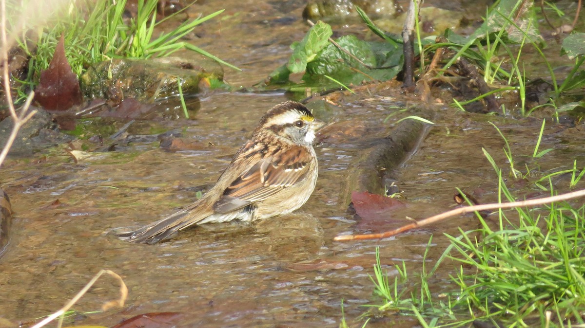 White-throated Sparrow - Concetta Goodrich