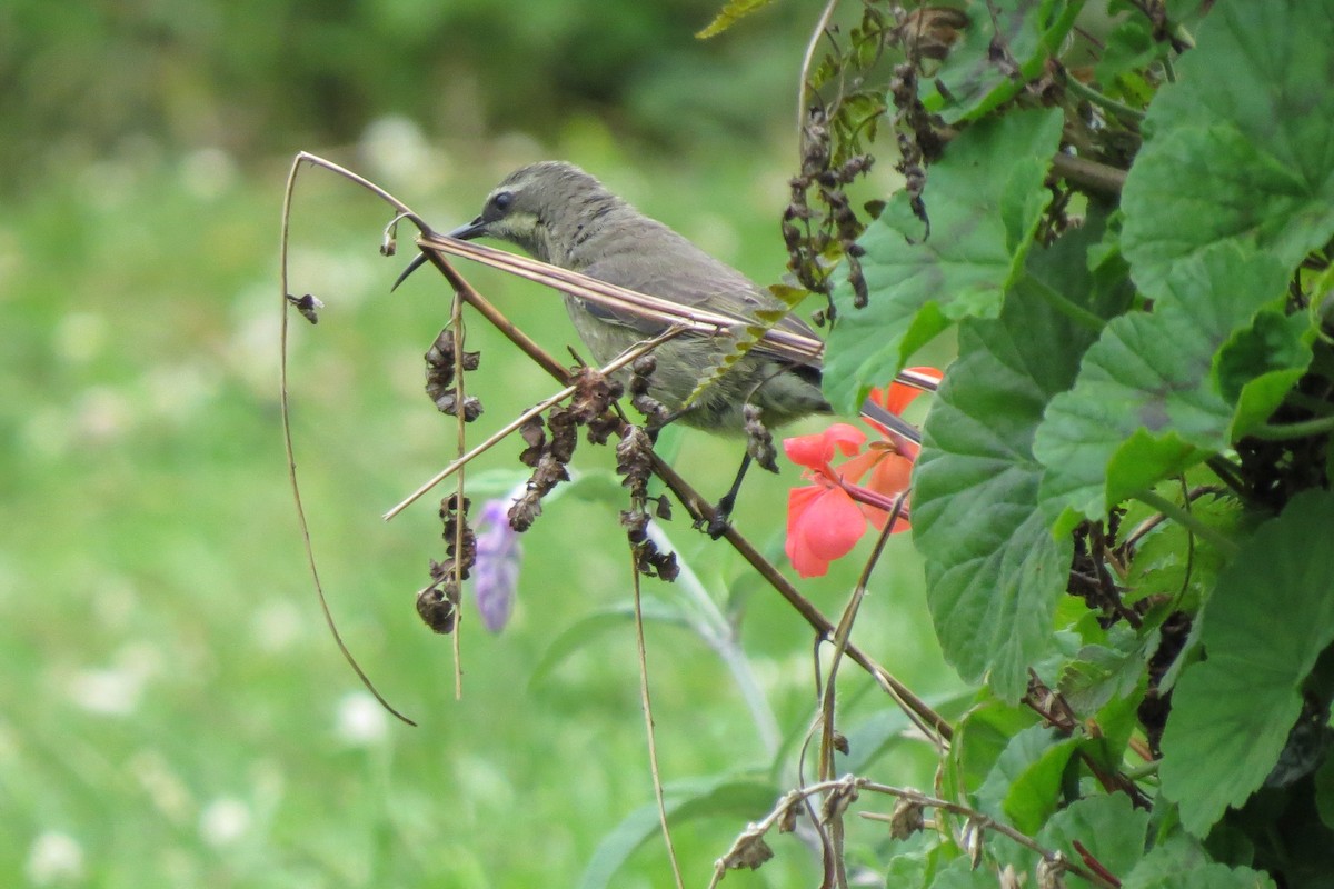 Amethyst Sunbird - ML192088811