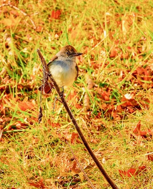 Ash-throated Flycatcher - ML192088841