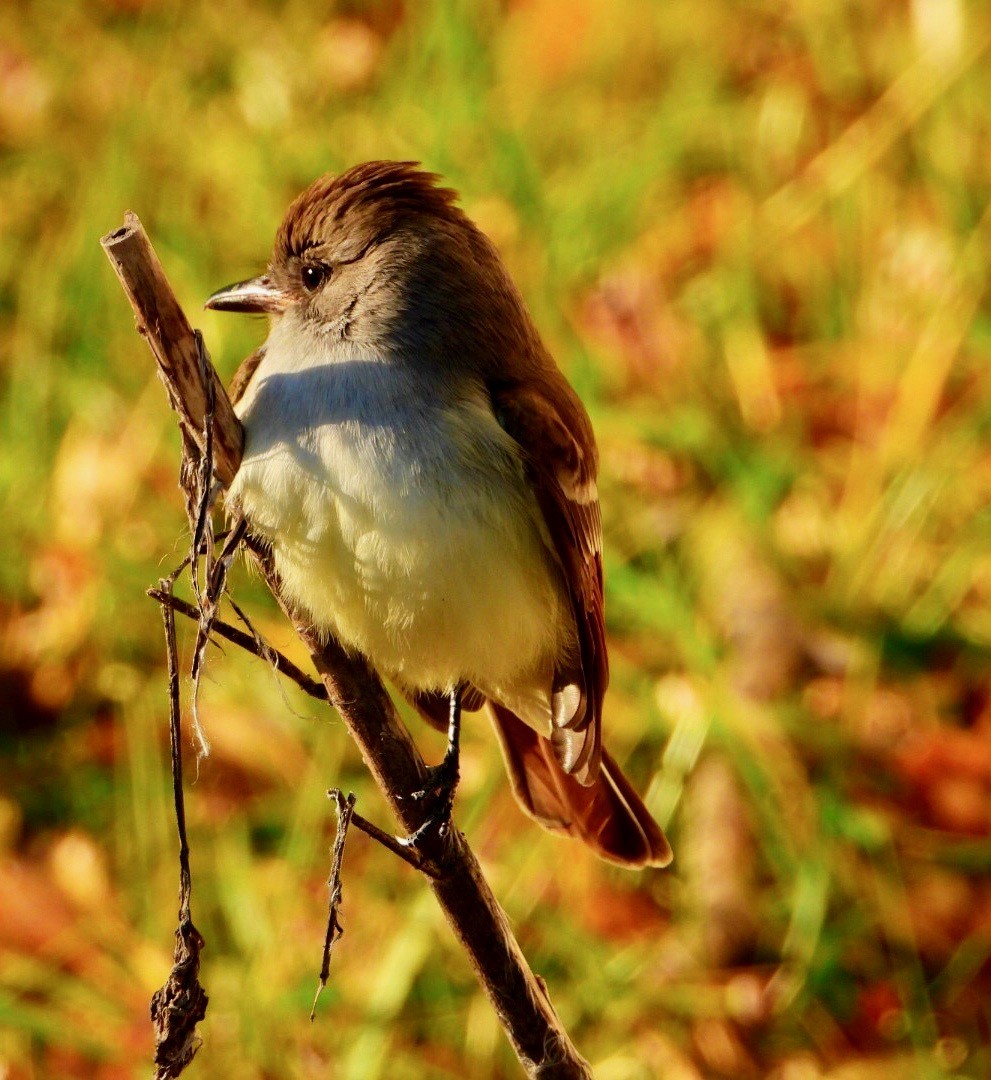 Ash-throated Flycatcher - ML192088851