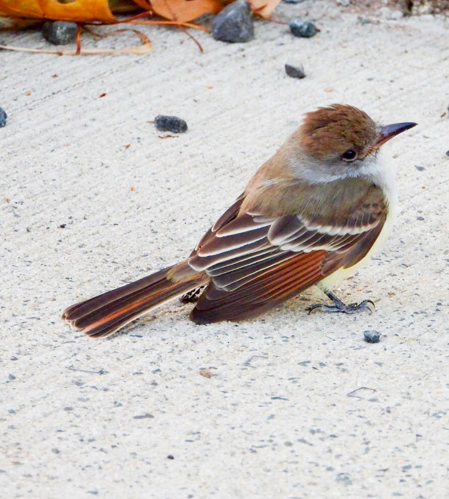 Ash-throated Flycatcher - ML192088861