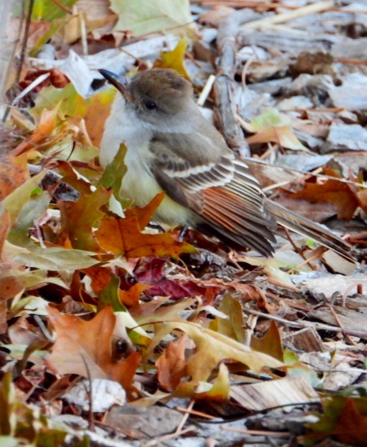 Ash-throated Flycatcher - ML192088871