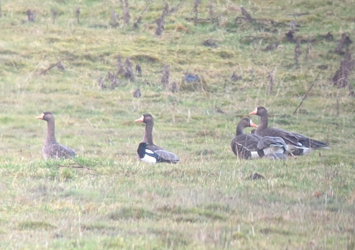 Greater White-fronted Goose (Greenland) - ML192088961