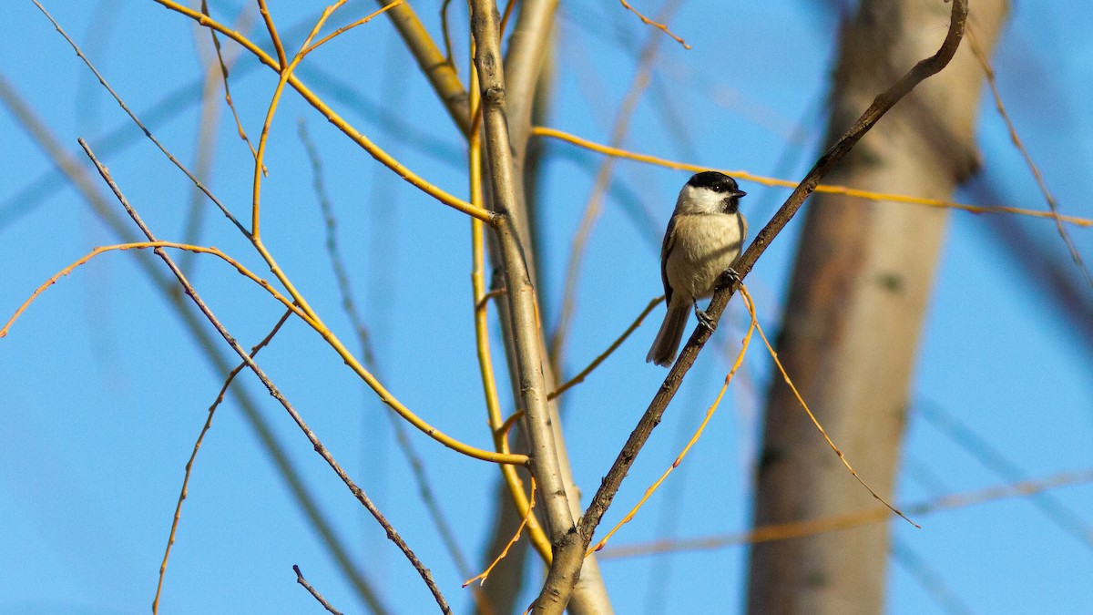 Marsh Tit - ML192089551