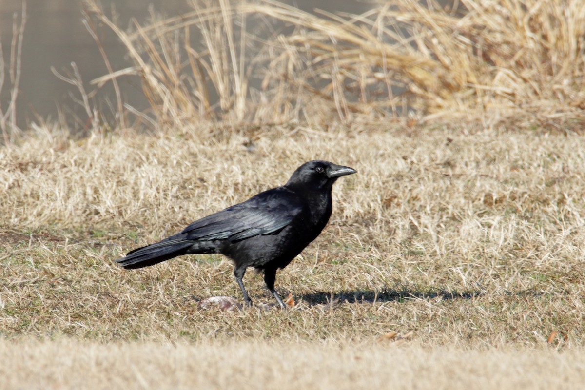 American Crow - ML192089871