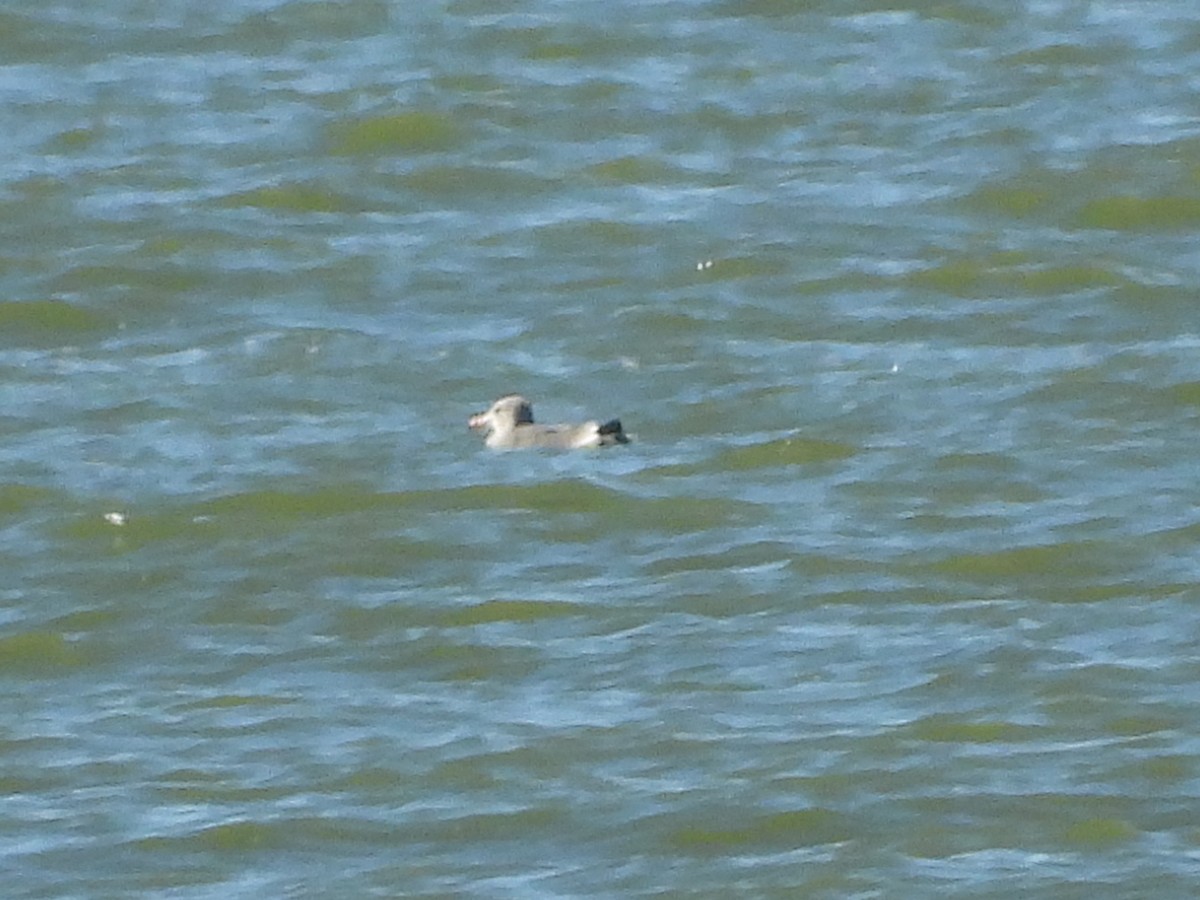 Heermann's Gull - ML192090981