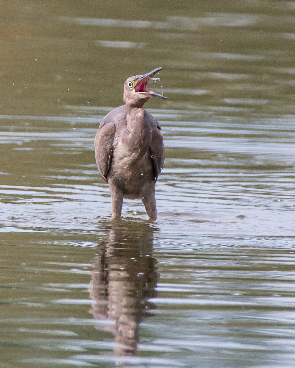 Reddish Egret - Mary McSparen