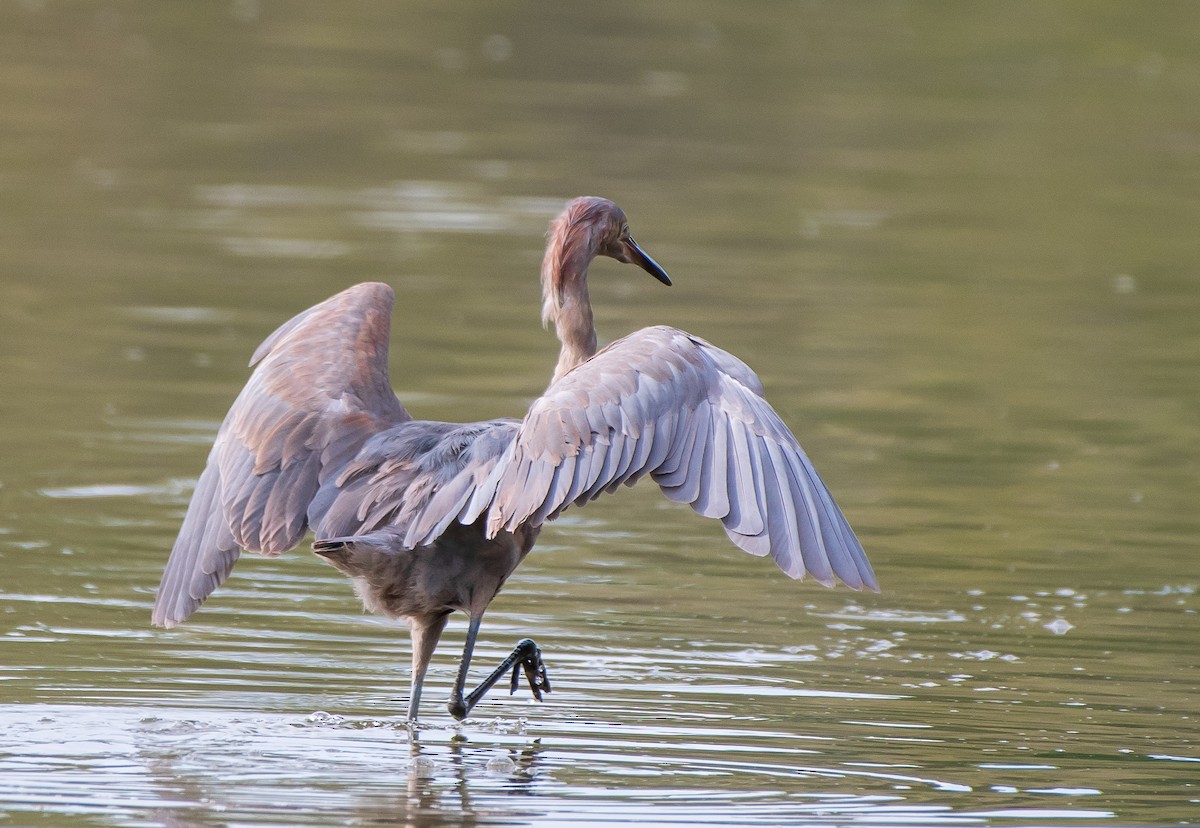 Reddish Egret - Mary McSparen