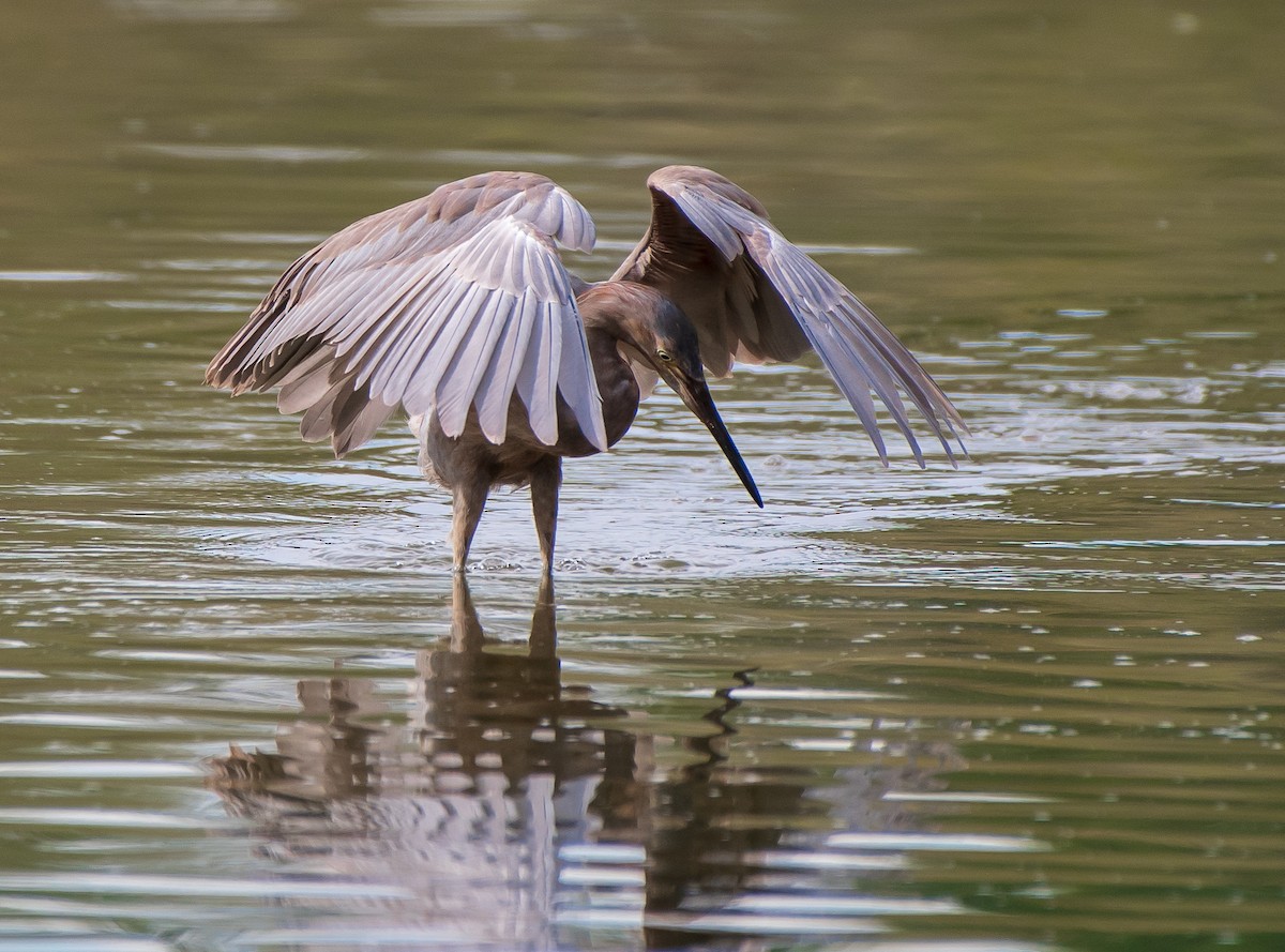 Reddish Egret - Mary McSparen