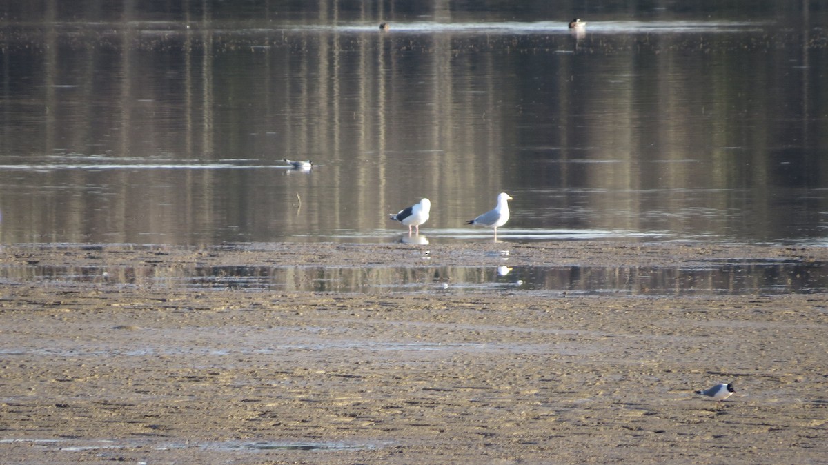 Slaty-backed Gull - Ray Wershler