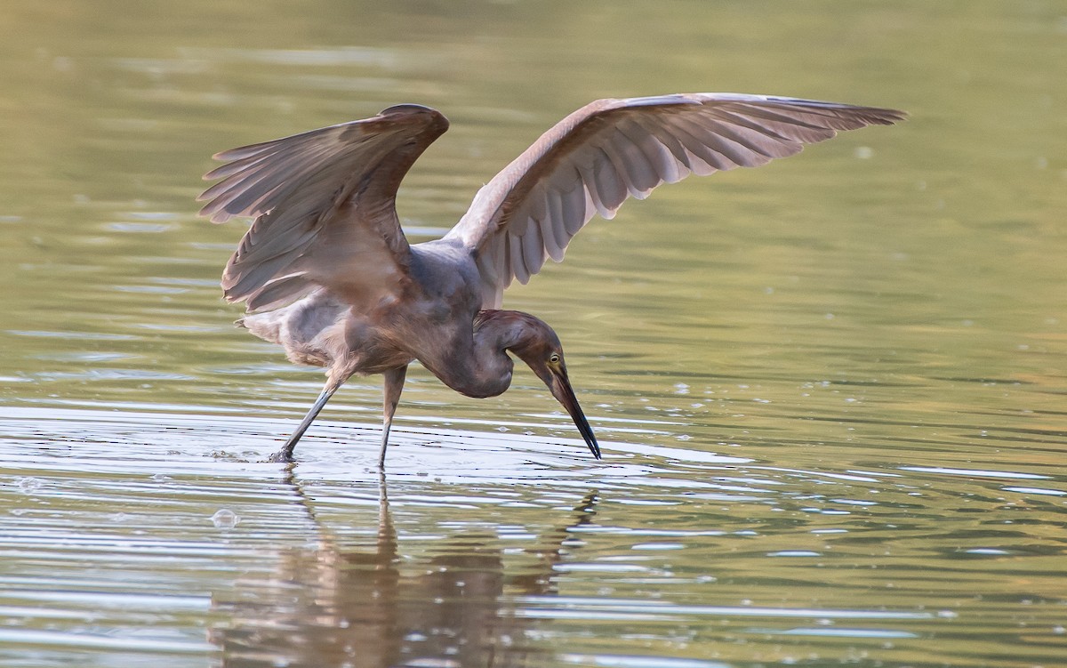 Reddish Egret - Mary McSparen