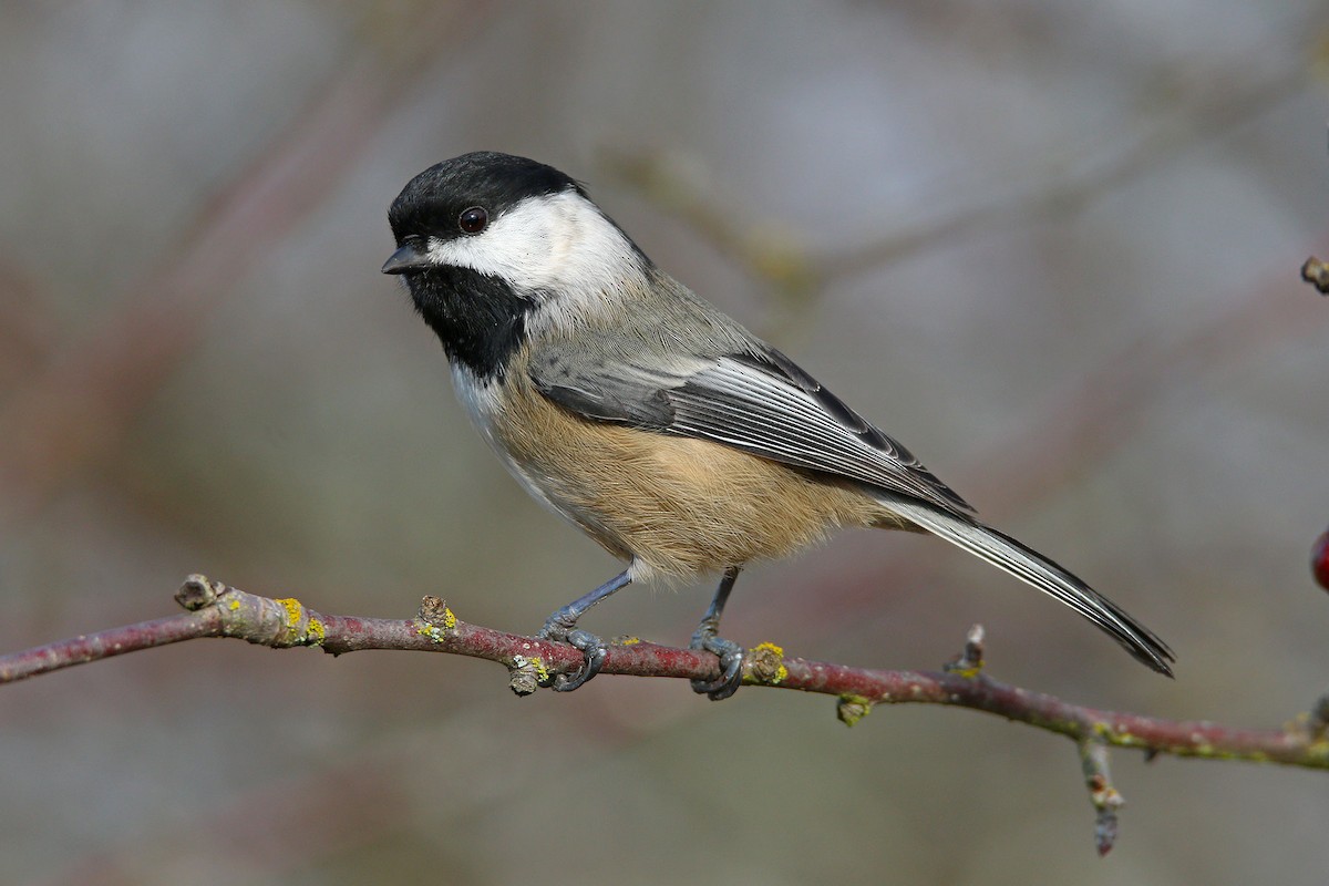 Black-capped Chickadee - ML192094121