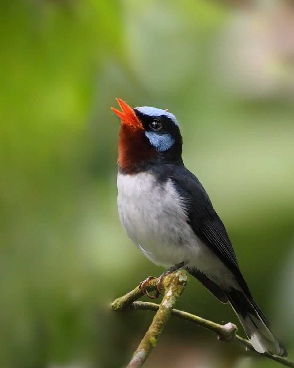 Chestnut-throated Flycatcher - ML192094491