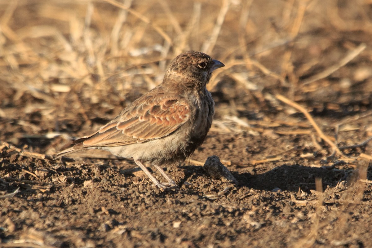 Chestnut-backed Sparrow-Lark - ML192094781