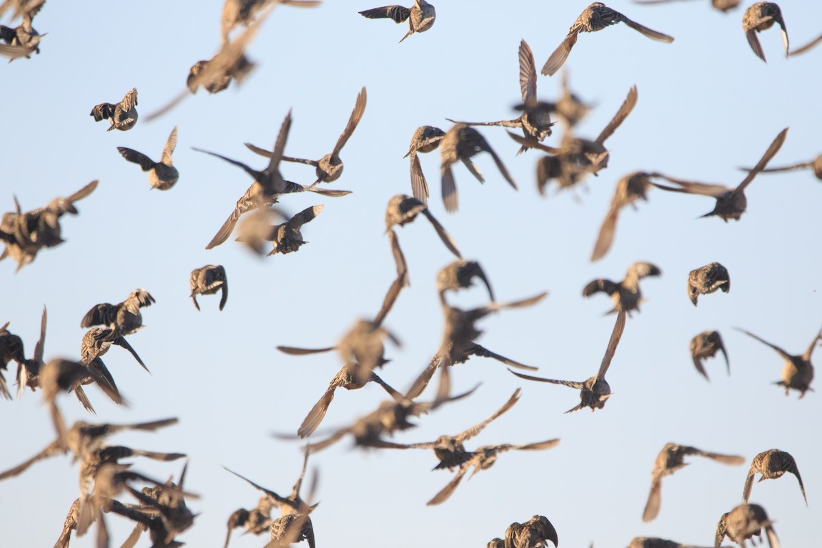 Red-billed Quelea - ML192094811