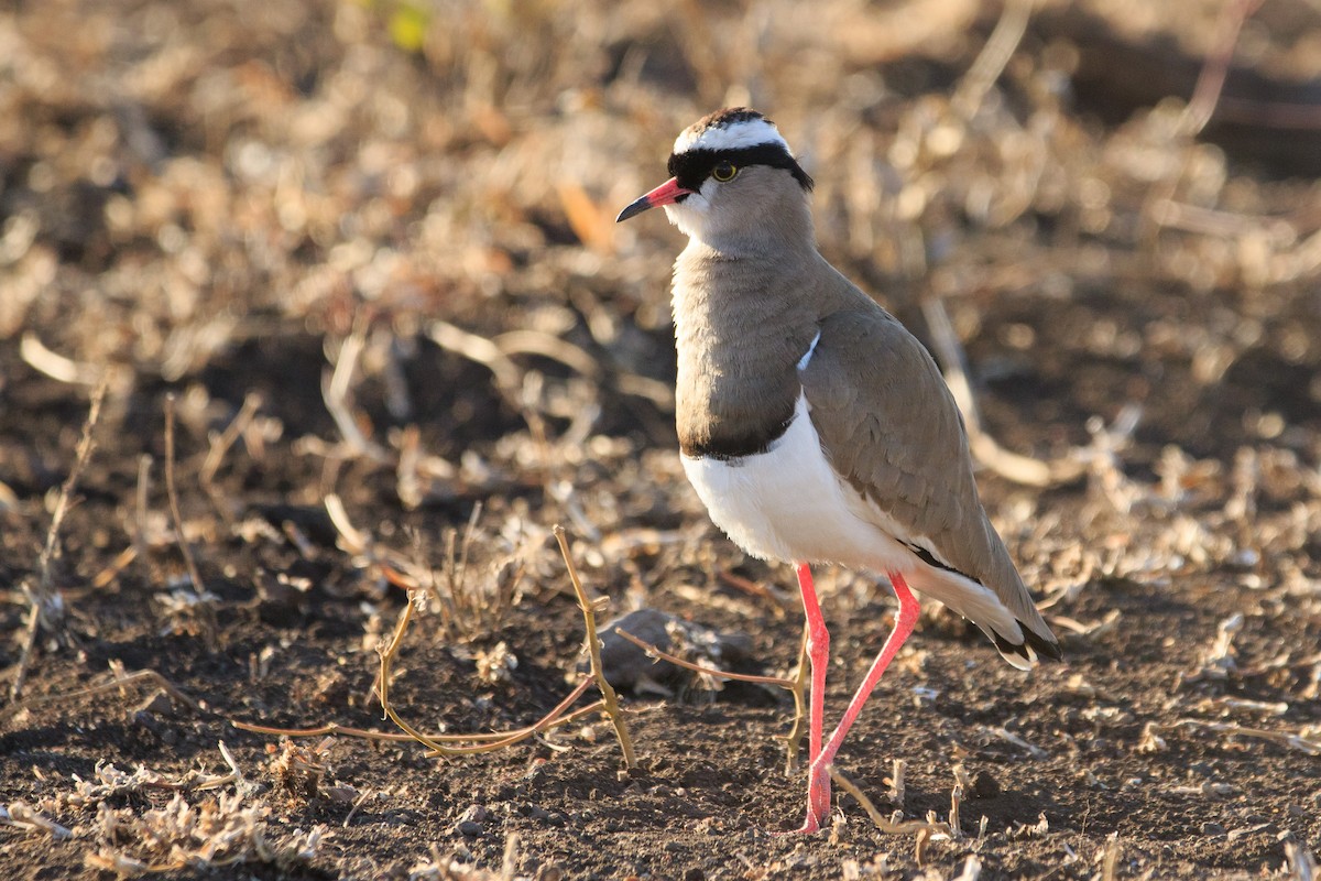 Crowned Lapwing - ML192094971