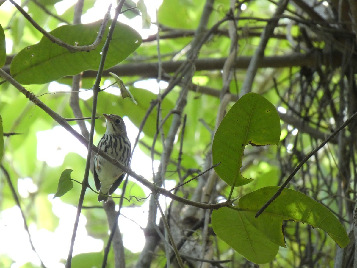 Ovenbird - ML192095041