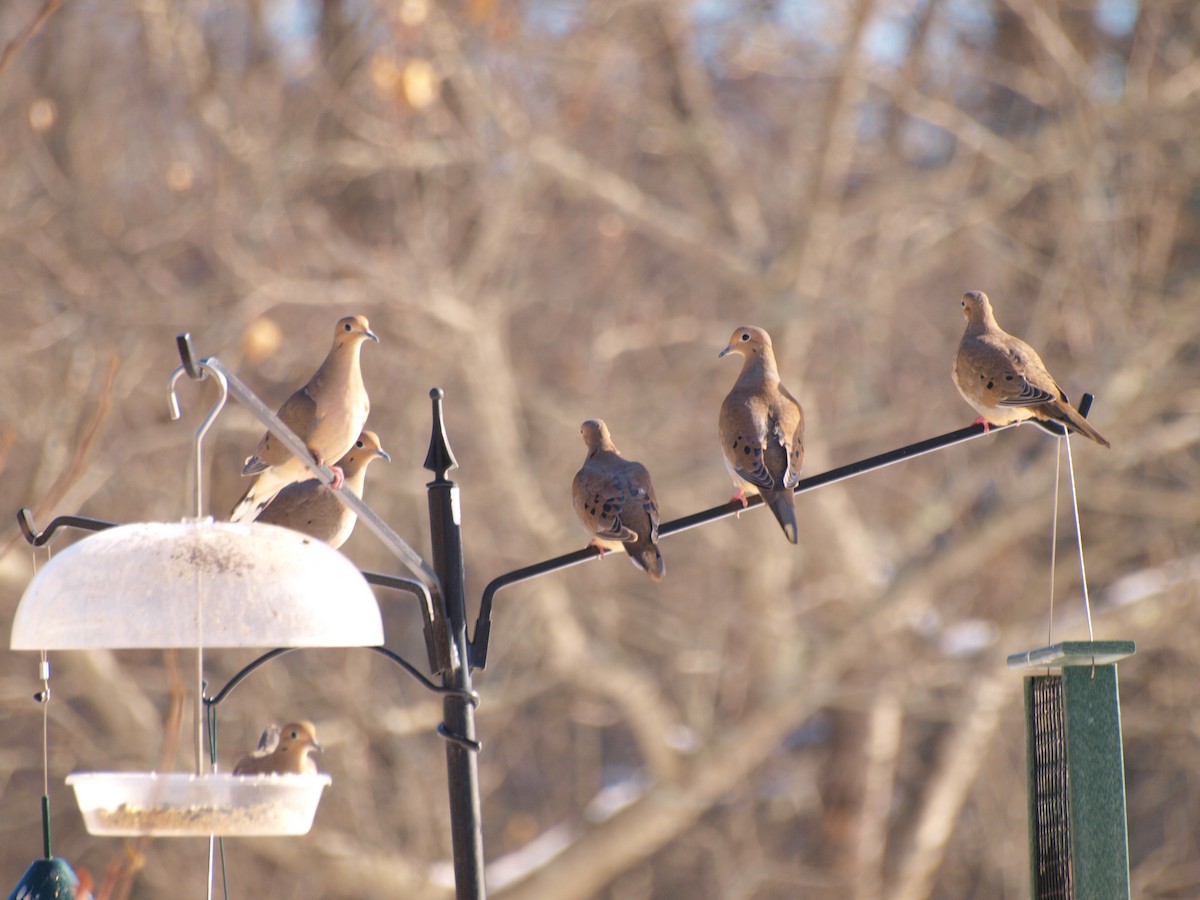 Mourning Dove - ML192095171