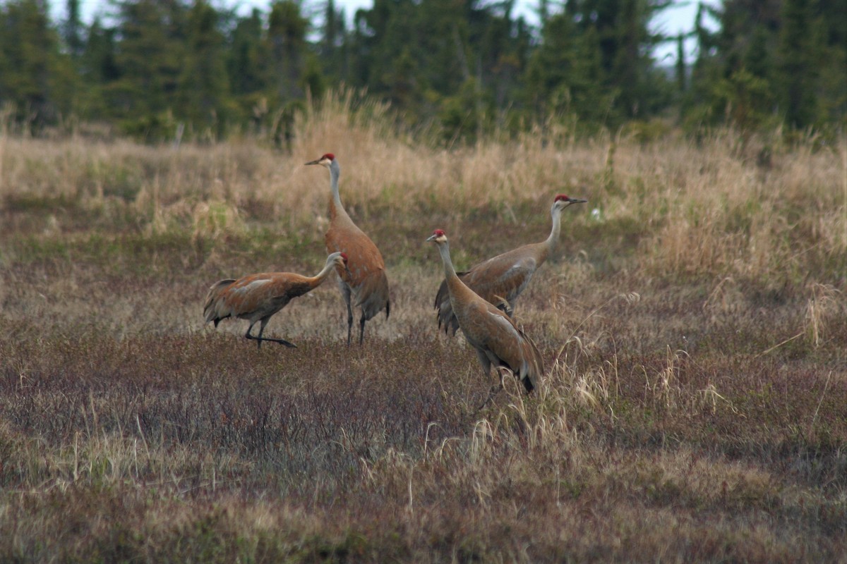 Sandhill Crane - ML192096651