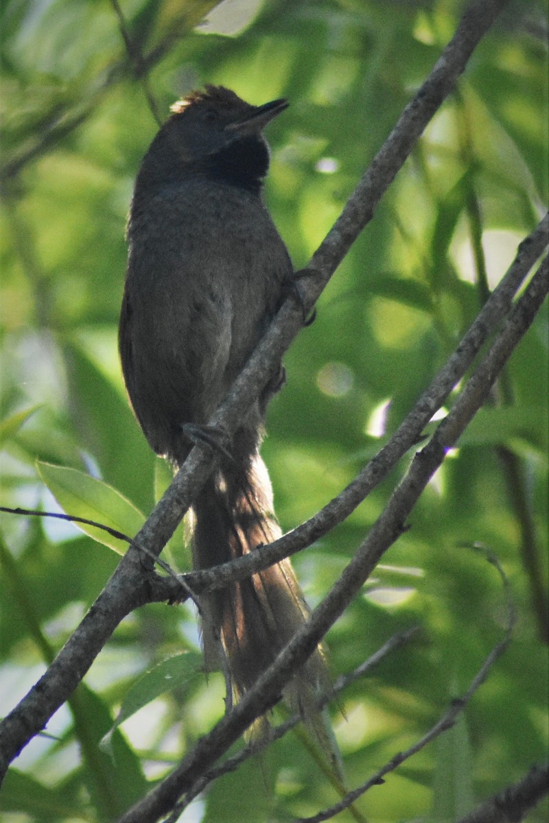 Spix's Spinetail - ADRIAN GRILLI