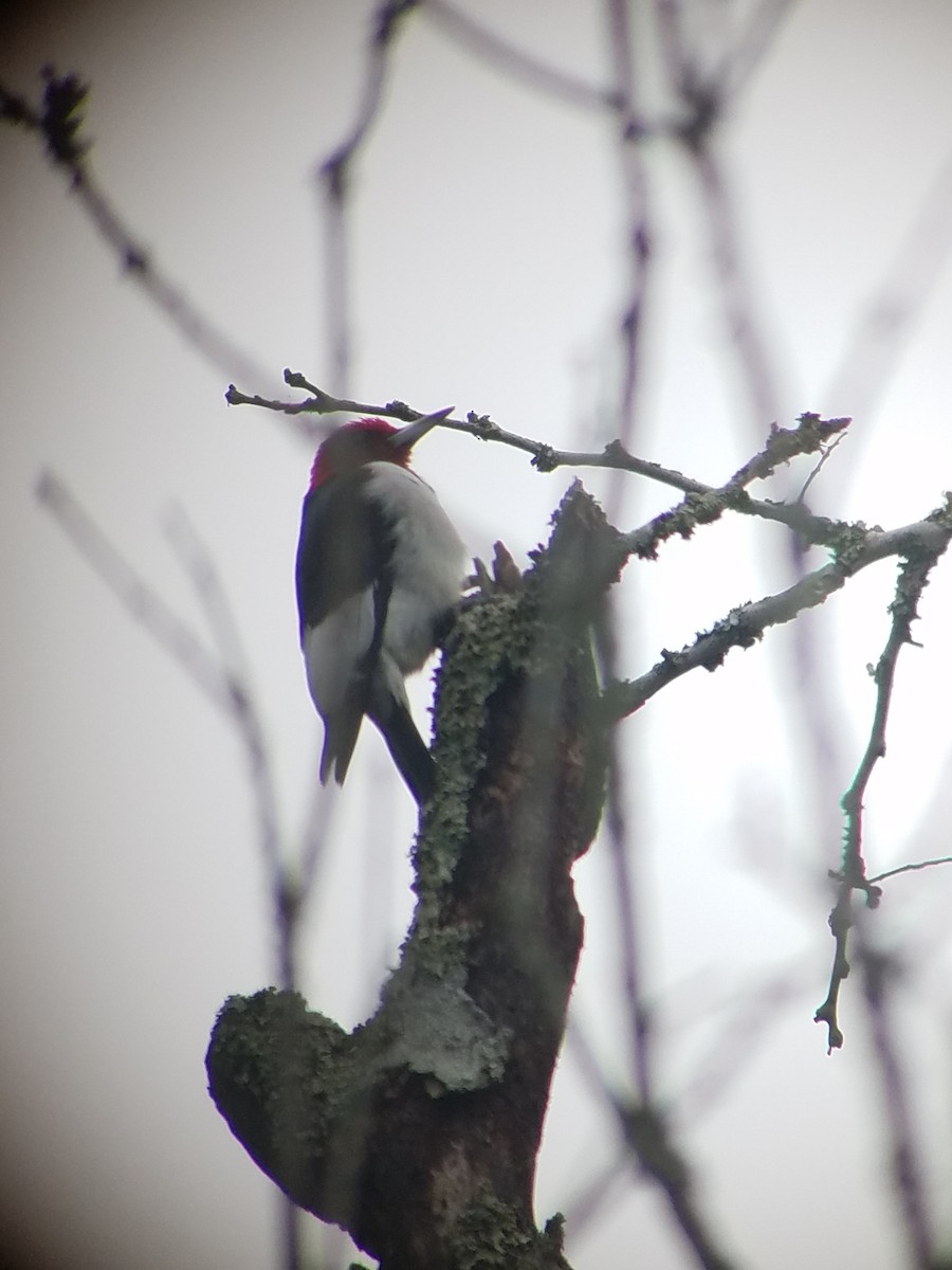 Red-headed Woodpecker - ML192101261