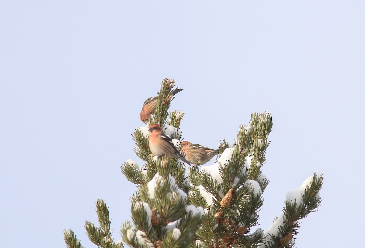 White-winged Crossbill - Sylvie Robert