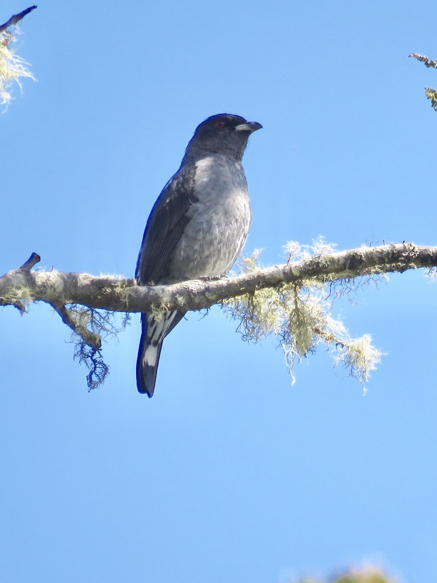 Red-crested Cotinga - Nick Komar