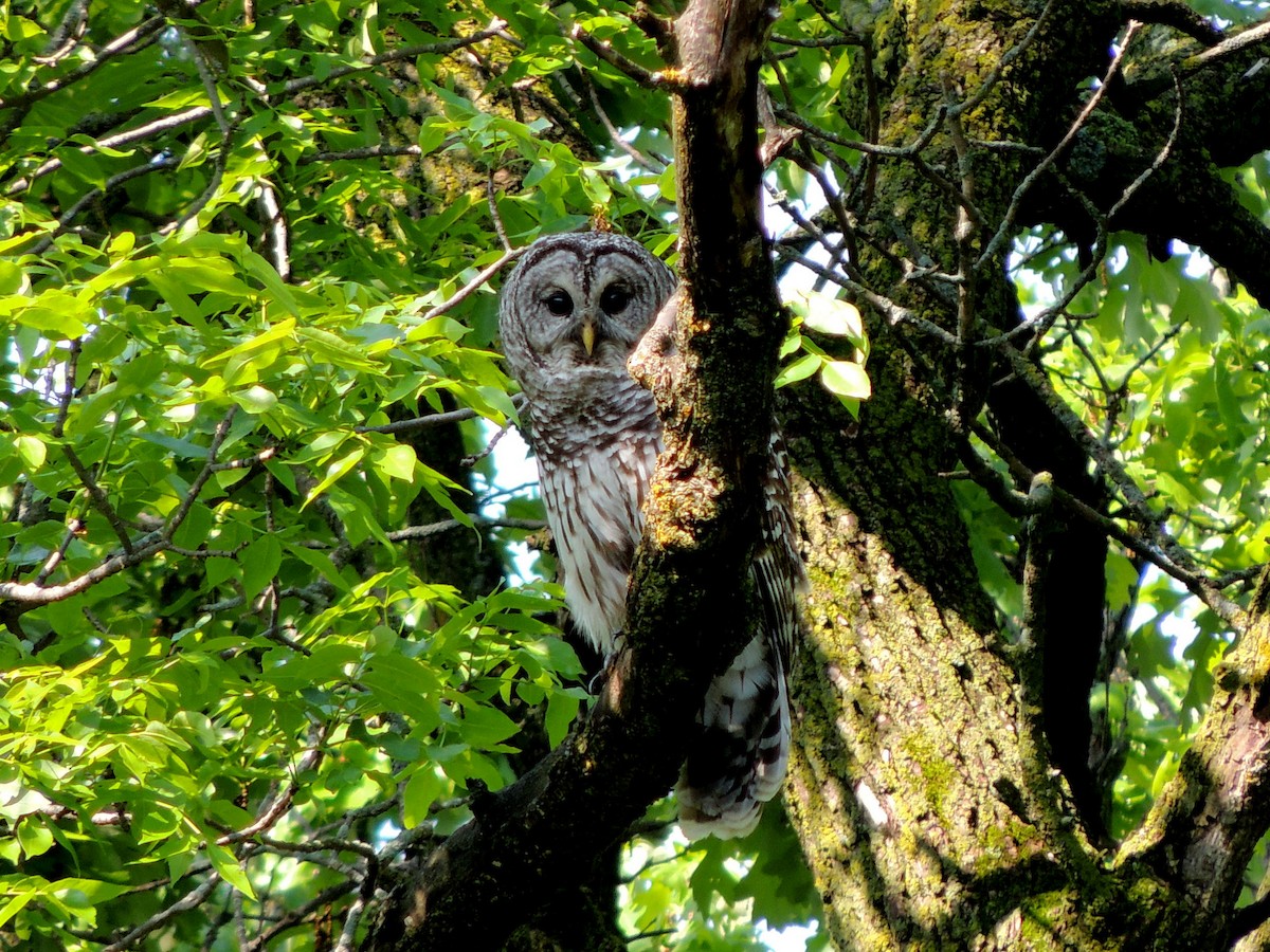 Barred Owl - ML192102651