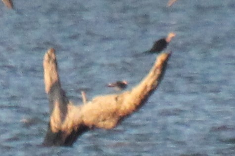 Heermann's Gull - BettySue Dunn