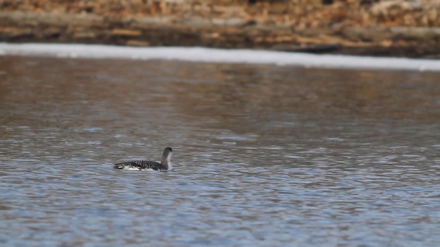 Red-throated Loon - ML192103011