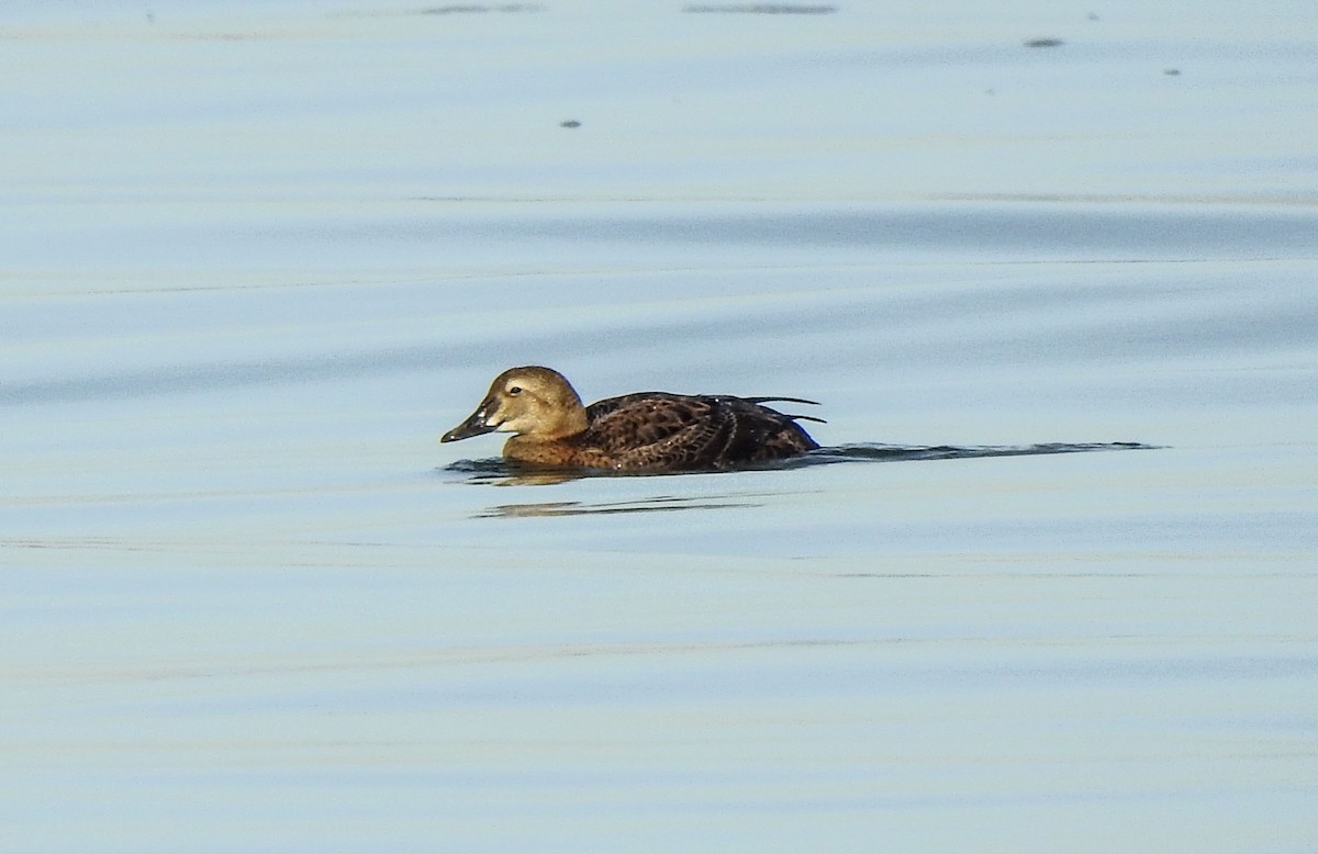 King Eider - ML192103151