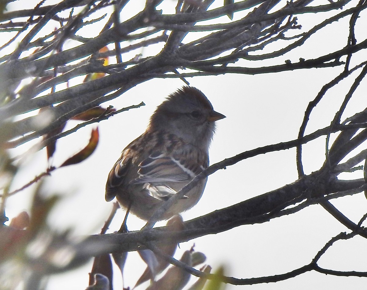 American Tree Sparrow - ML192103181