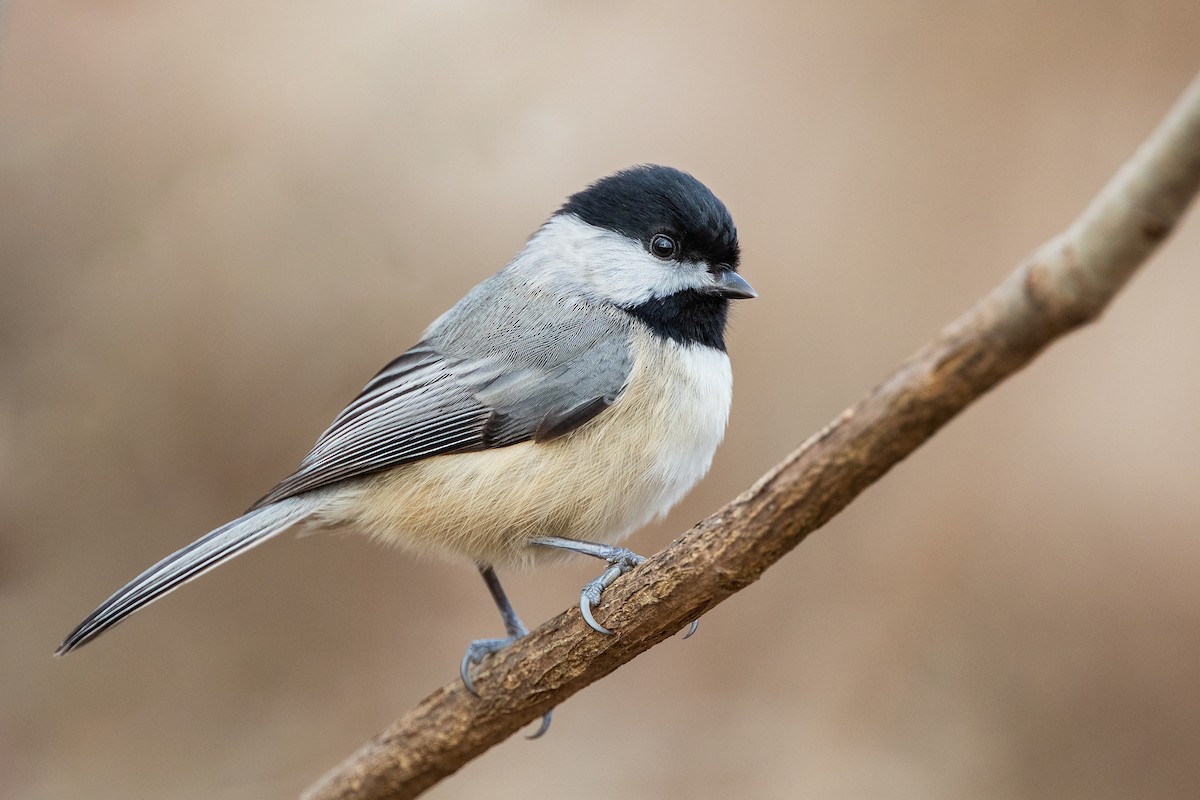 Carolina Chickadee - Ryan Sanderson