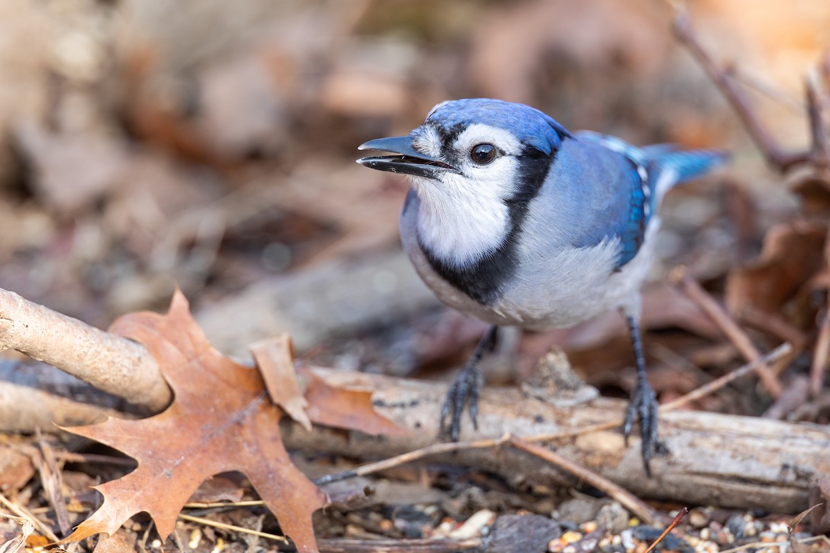 Blauhäher - ML192104031