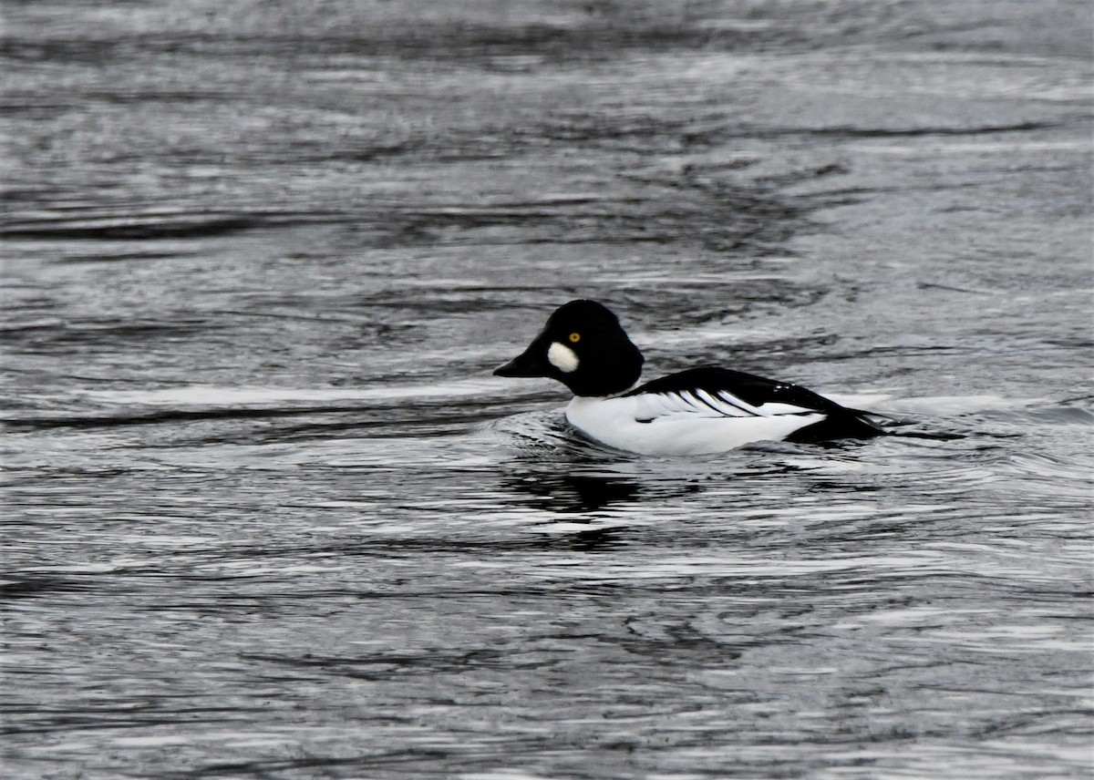 Common Goldeneye - Matthew Garvin