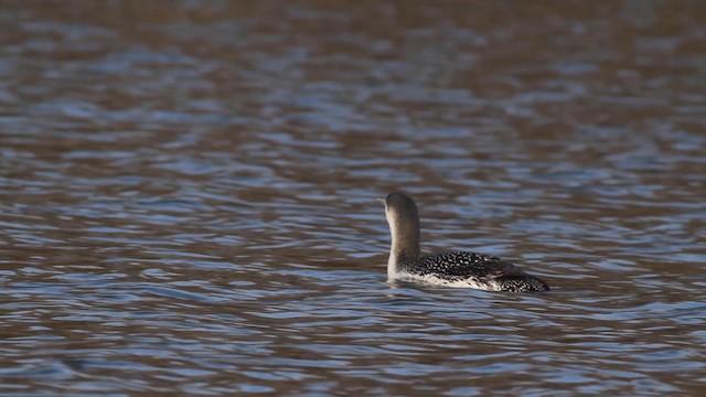 Red-throated Loon - ML192104521