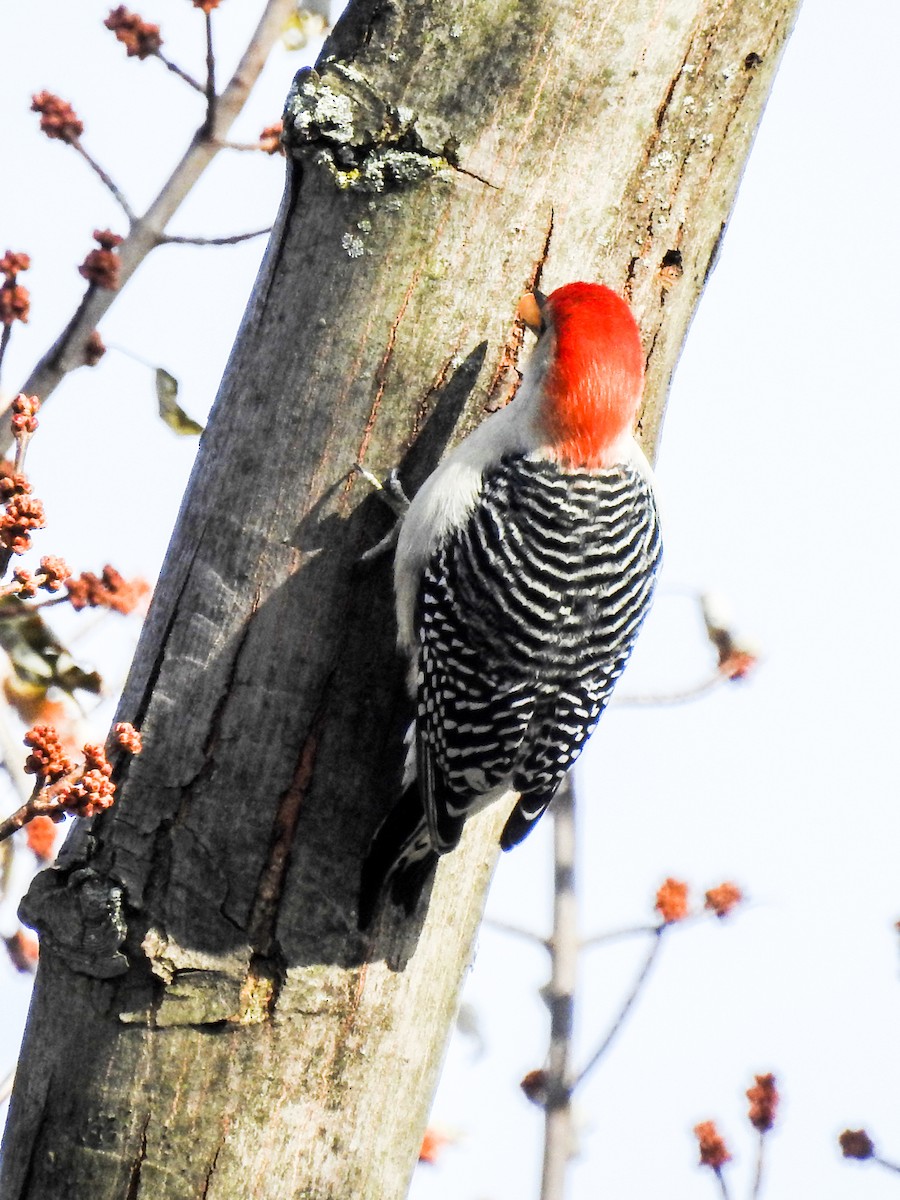 Red-bellied Woodpecker - ML192106481